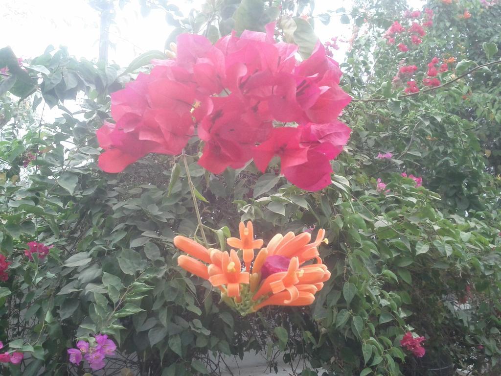 Jheelam Homestay โบปาล ภายนอก รูปภาพ