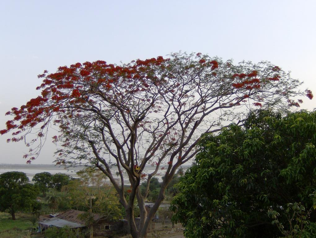 Jheelam Homestay โบปาล ภายนอก รูปภาพ